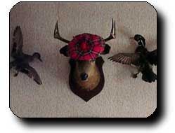 Deer